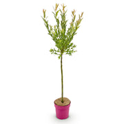 Salix Flamingo - Ø19cm - ↕90-100cm