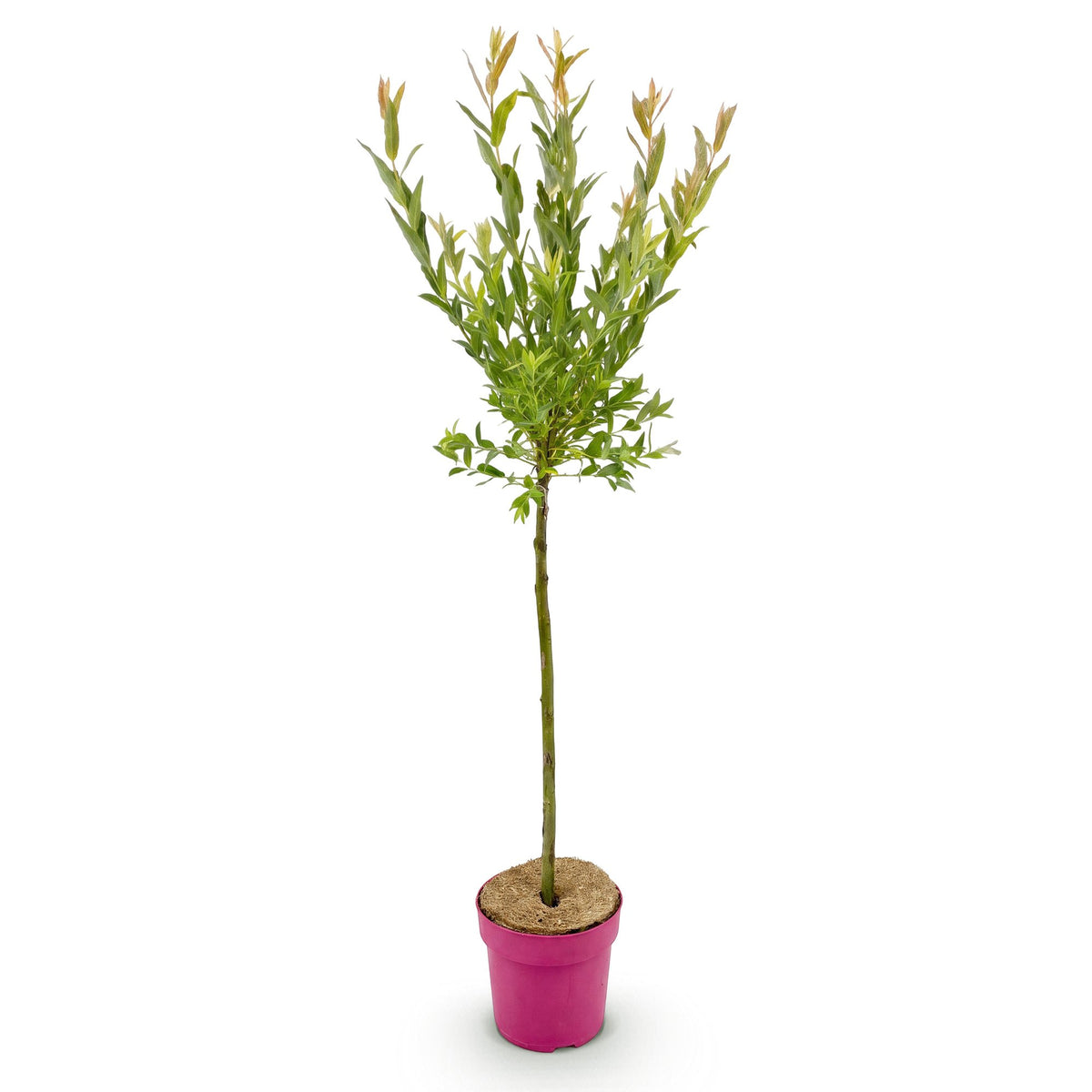 Salix 'Flamingo', bontbladige wilg, 90 tot 100 cm hoog, detail van het blad