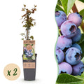 Bosbes Jersey, fruitgewas voor de tuin, detail van het blad