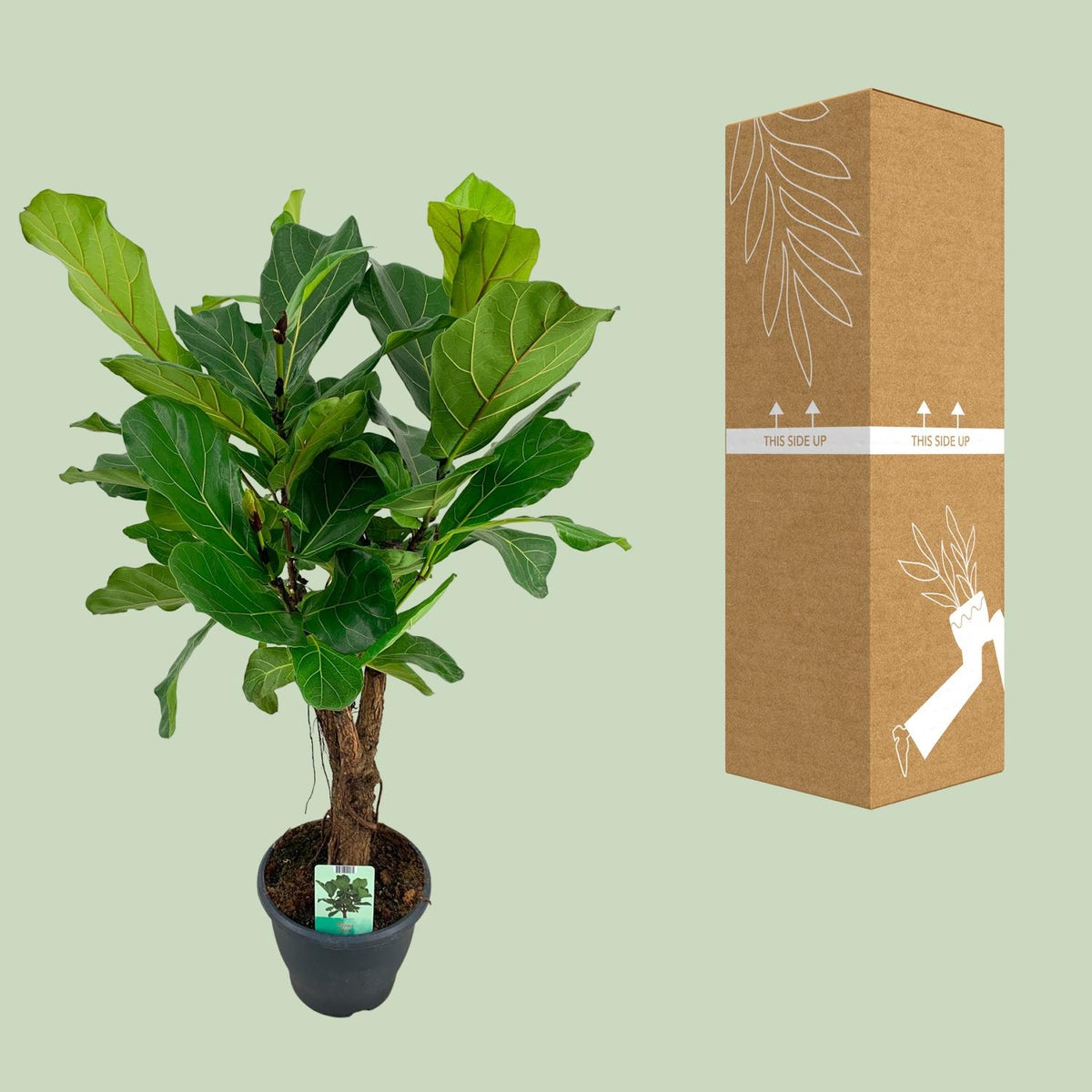Ficus Lyrata, kenmerkend blad
