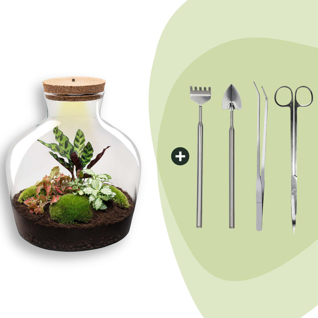 DIY plantenterrarium met licht, Fat Joe Red, compleet setje, groene bladeren