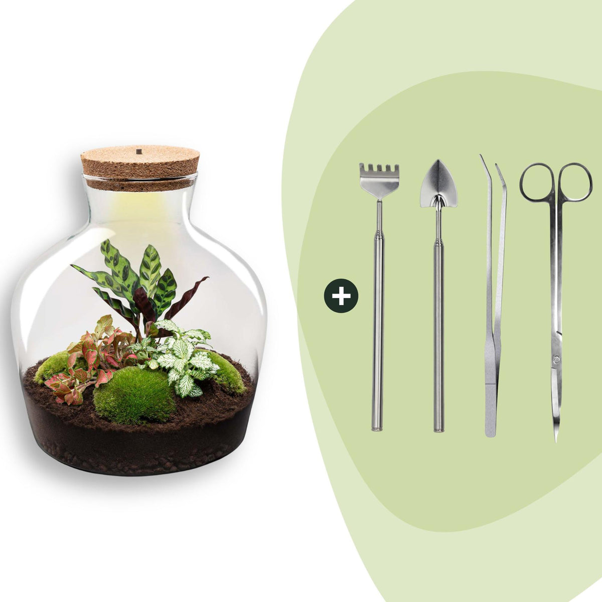 DIY plantenterrarium met licht, Fat Joe Red, compleet setje, groene bladeren