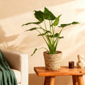 Alocasia Cucullata, plant in pot
