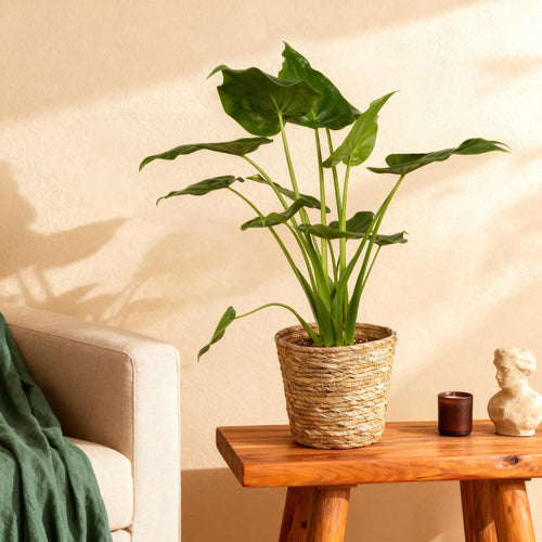 Alocasia Cucullata, plant in pot