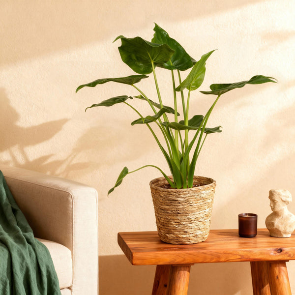 Alocasia Cucullata