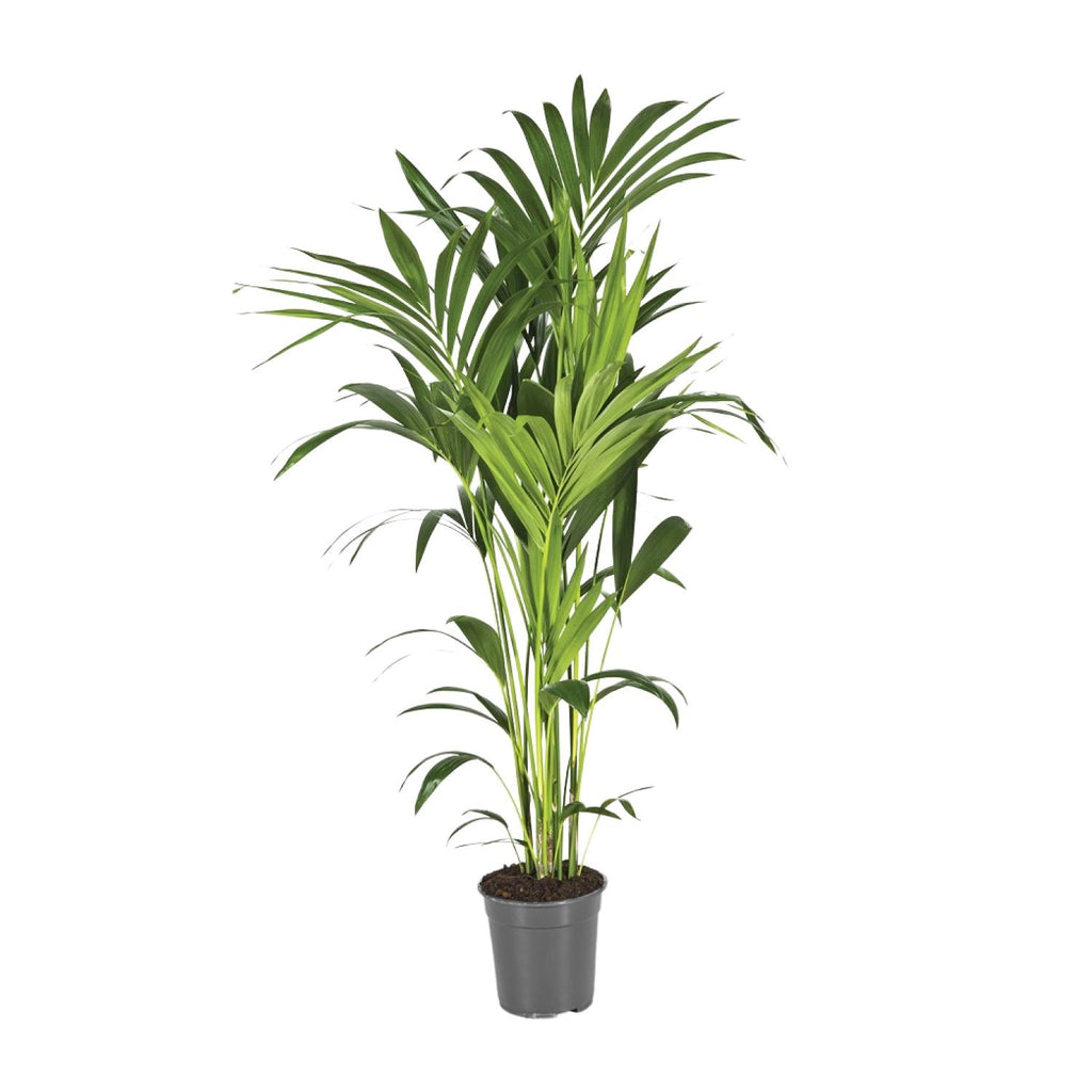 Detailfoto van Howea Forsteriana