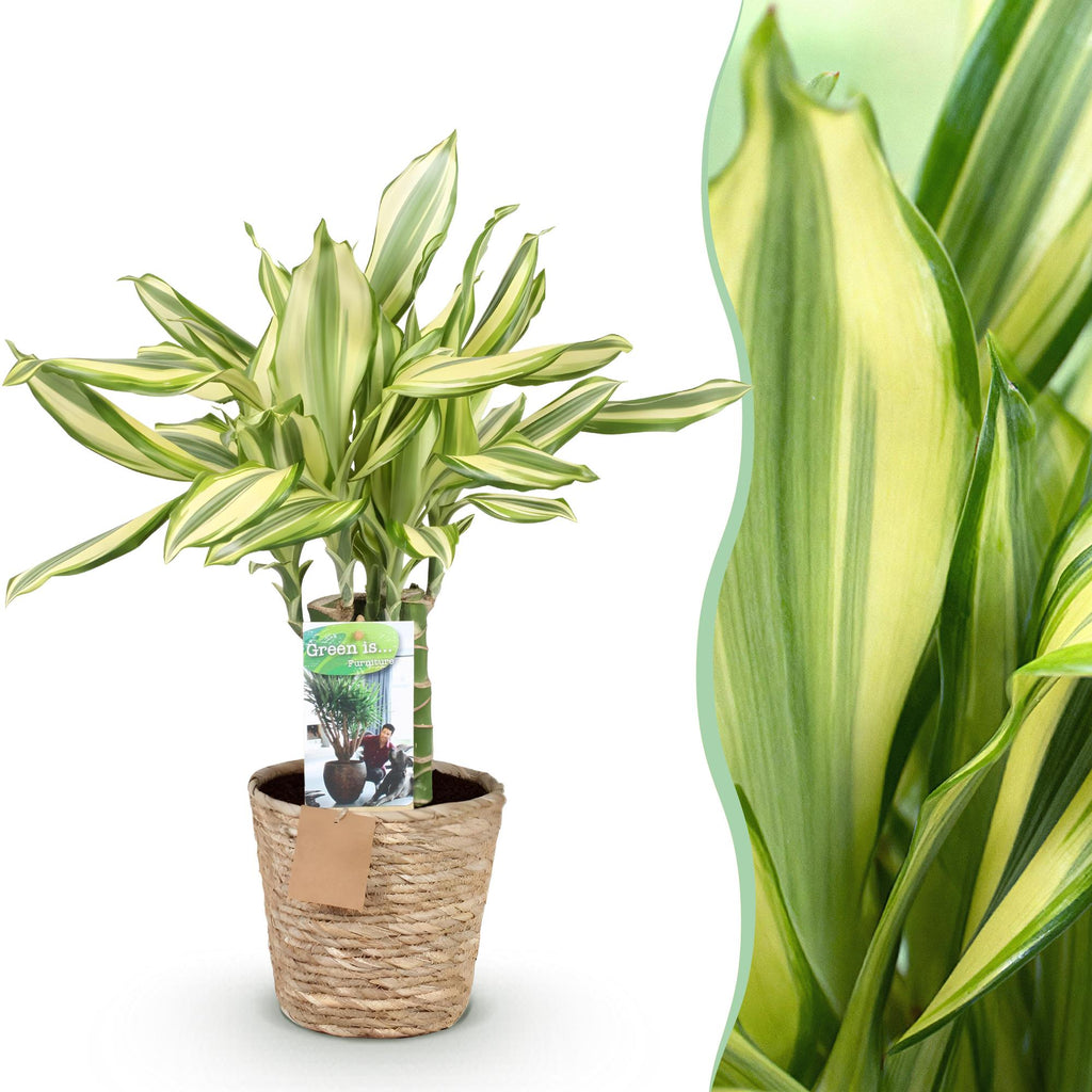 Dracaena fragrans Diamond Dream met mand, plant in pot
