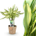 Dracaena fragrans Diamond Dream met mand, plant in pot