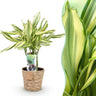 Dracaena fragrans Diamond Dream met mand