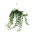 Productfoto van Hedera Wonder Green