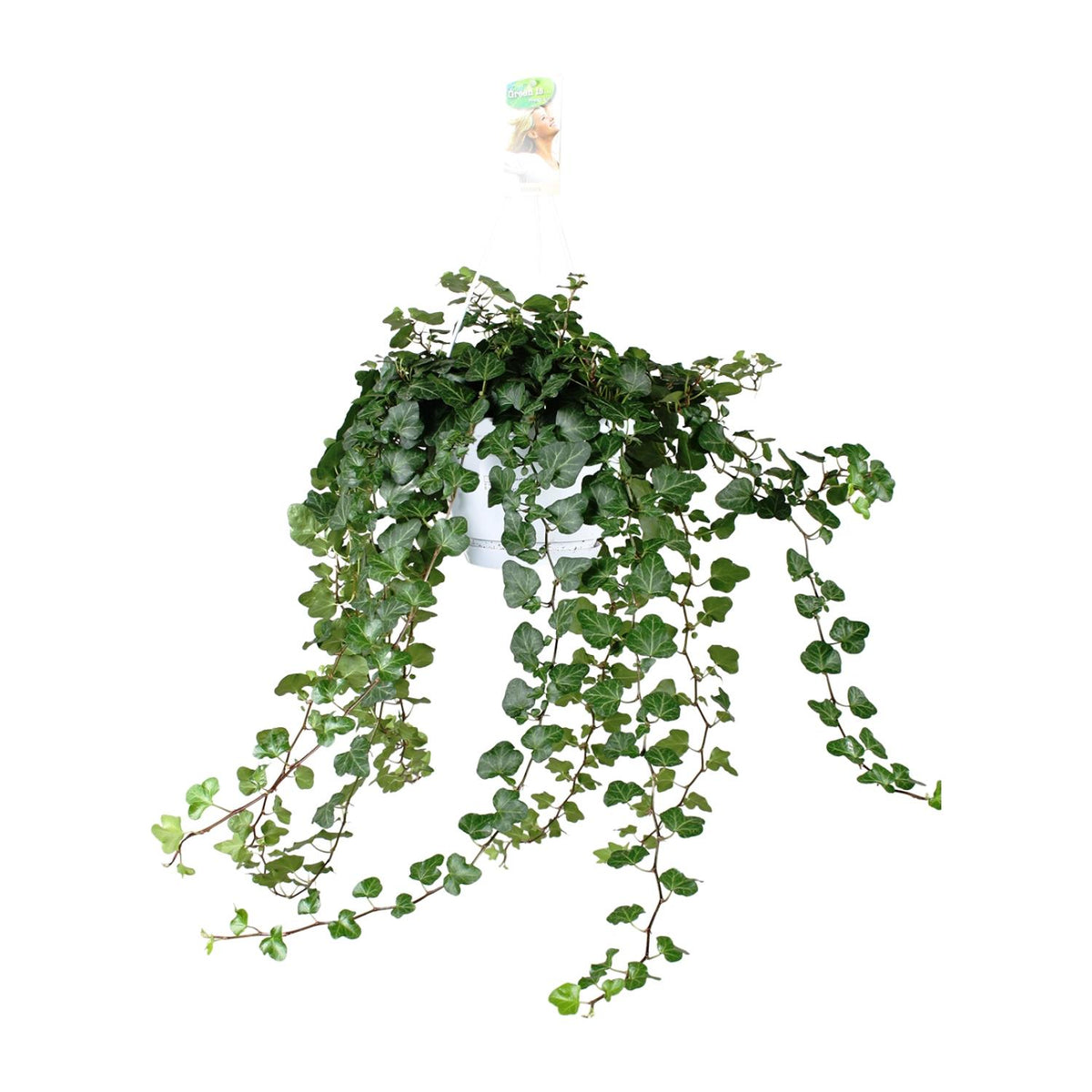 Productfoto van Hedera Wonder Green