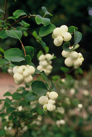 Symphoricarpos ch. &
