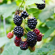 2x Rubus fruticosus Triple Crown - Zwarte Braam