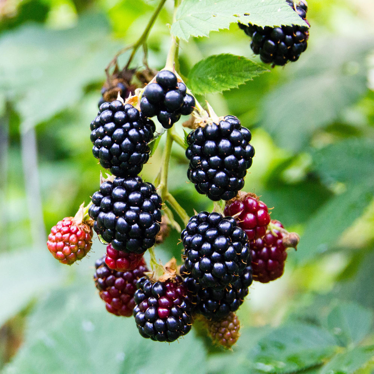 2x Rubus fruticosus Triple Crown - Zwarte Braam, plant in pot