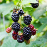 2x Rubus fruticosus Triple Crown - Zwarte Braam