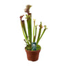 Sarracenia Judith Hindle