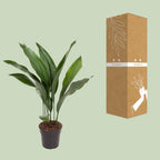 Detailfoto van Aspidistra Elatior