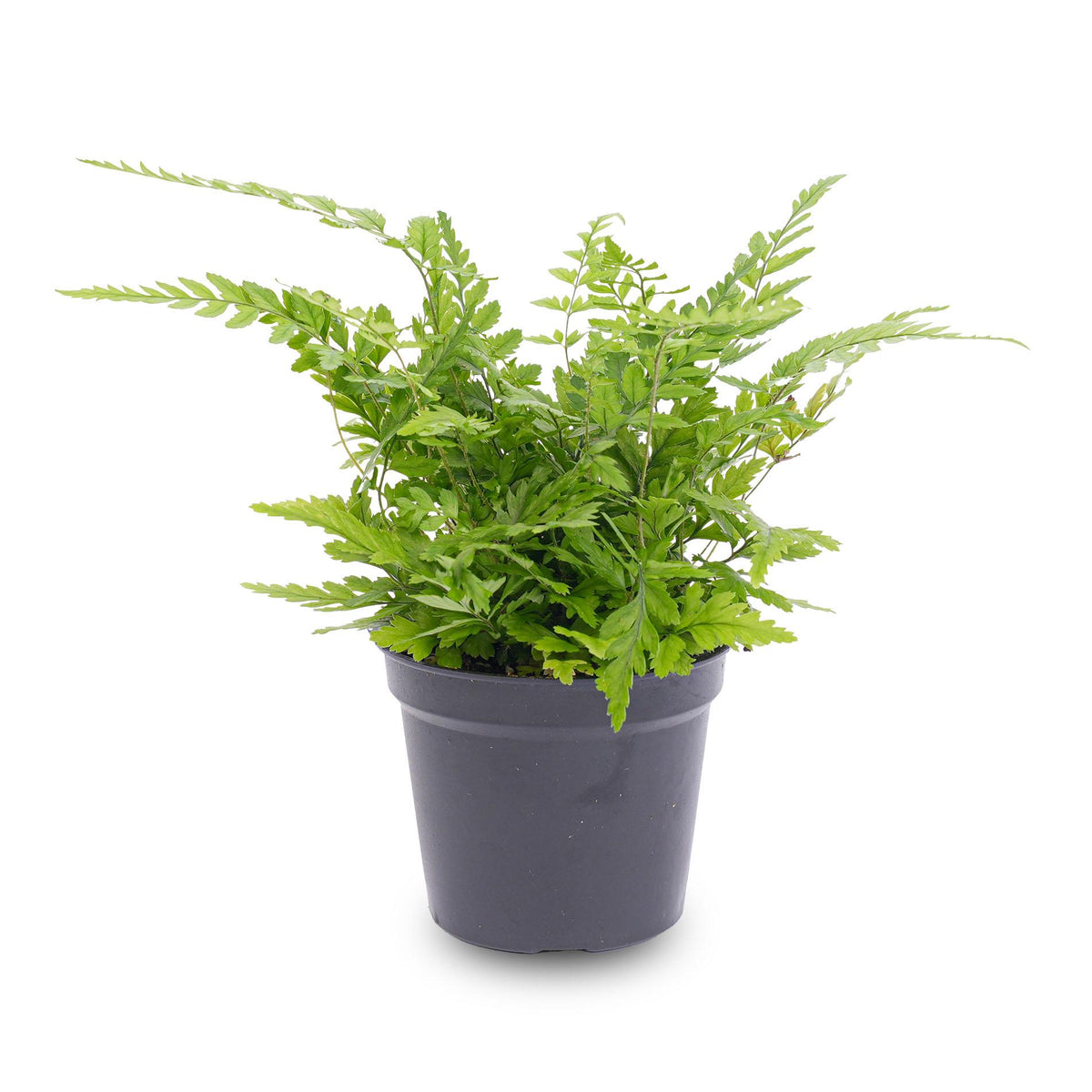 Athyrium spicatum, sierlijke varen voor terrarium, kenmerkend blad