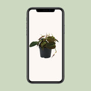 Philodendron Micans