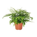 Asplenium Parvati, plant in pot