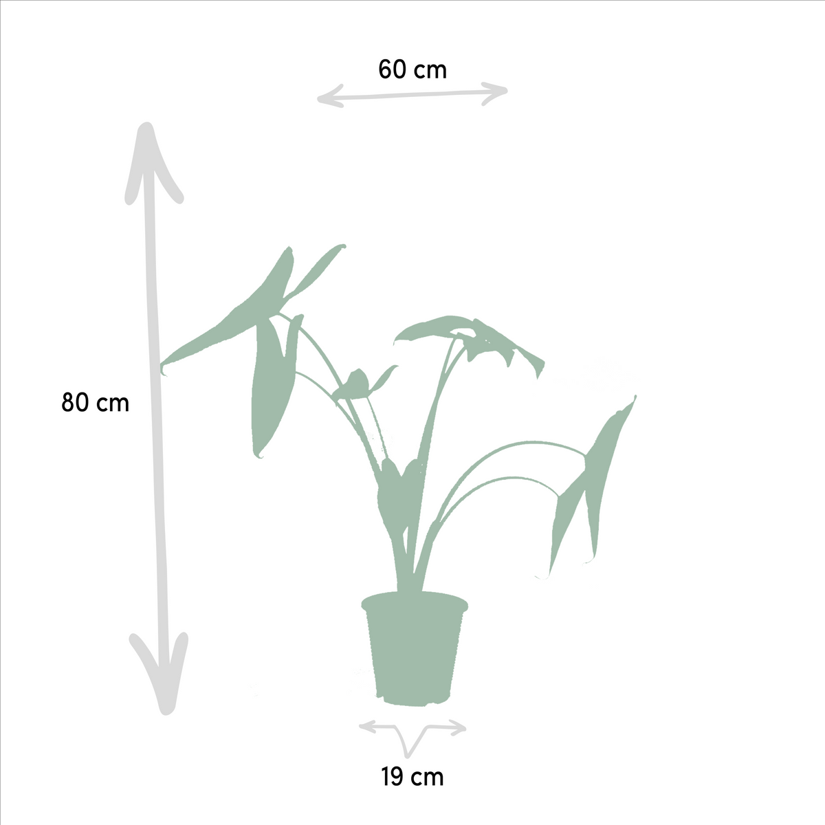 Detailfoto van Alocasia Zebrina
