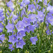 Perzikbladklokje persicifolia, 12x met blauwe bloemen
