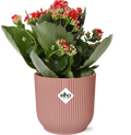 Mother's Day, plant in pot