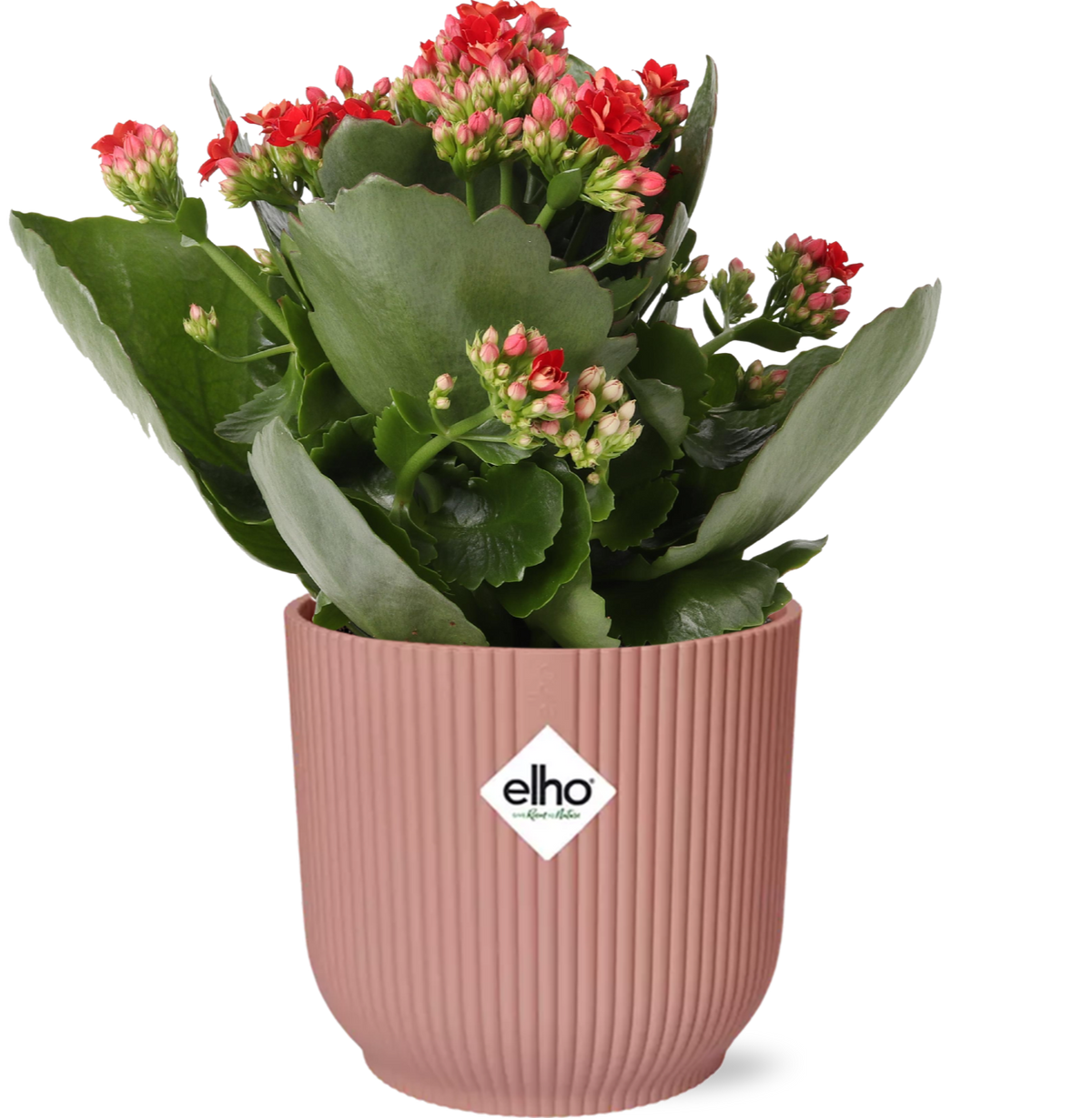 Mother's Day, plant in pot