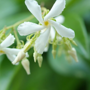 Sterjasmijn Trachelospermum jasminoides, geurig, 6 pluggen
