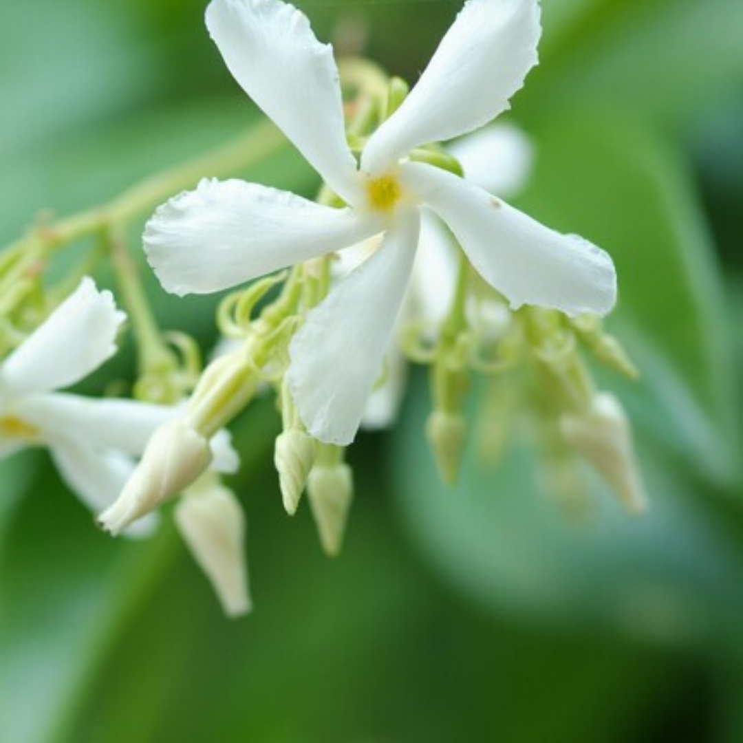 Sterjasmijn Trachelospermum jasminoides, geurig, 6 pluggen, detail van het blad