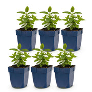 Kattenkruid Nepeta &