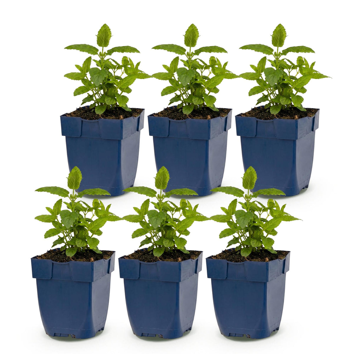 Kattenkruid Nepeta 'Tricolour', paars-roze-wit, sierlijke plant