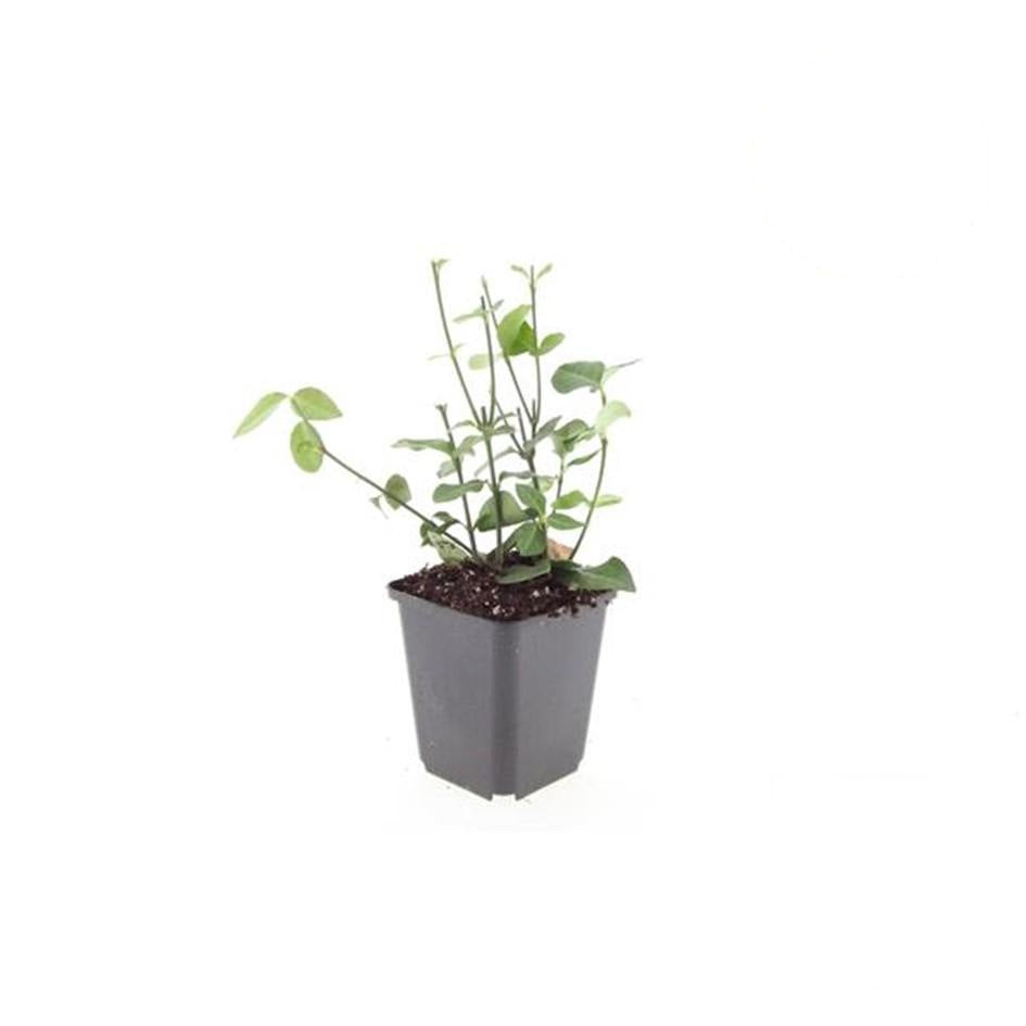 Euonymus fort. 'Coloratus', groeiwijze van de plant