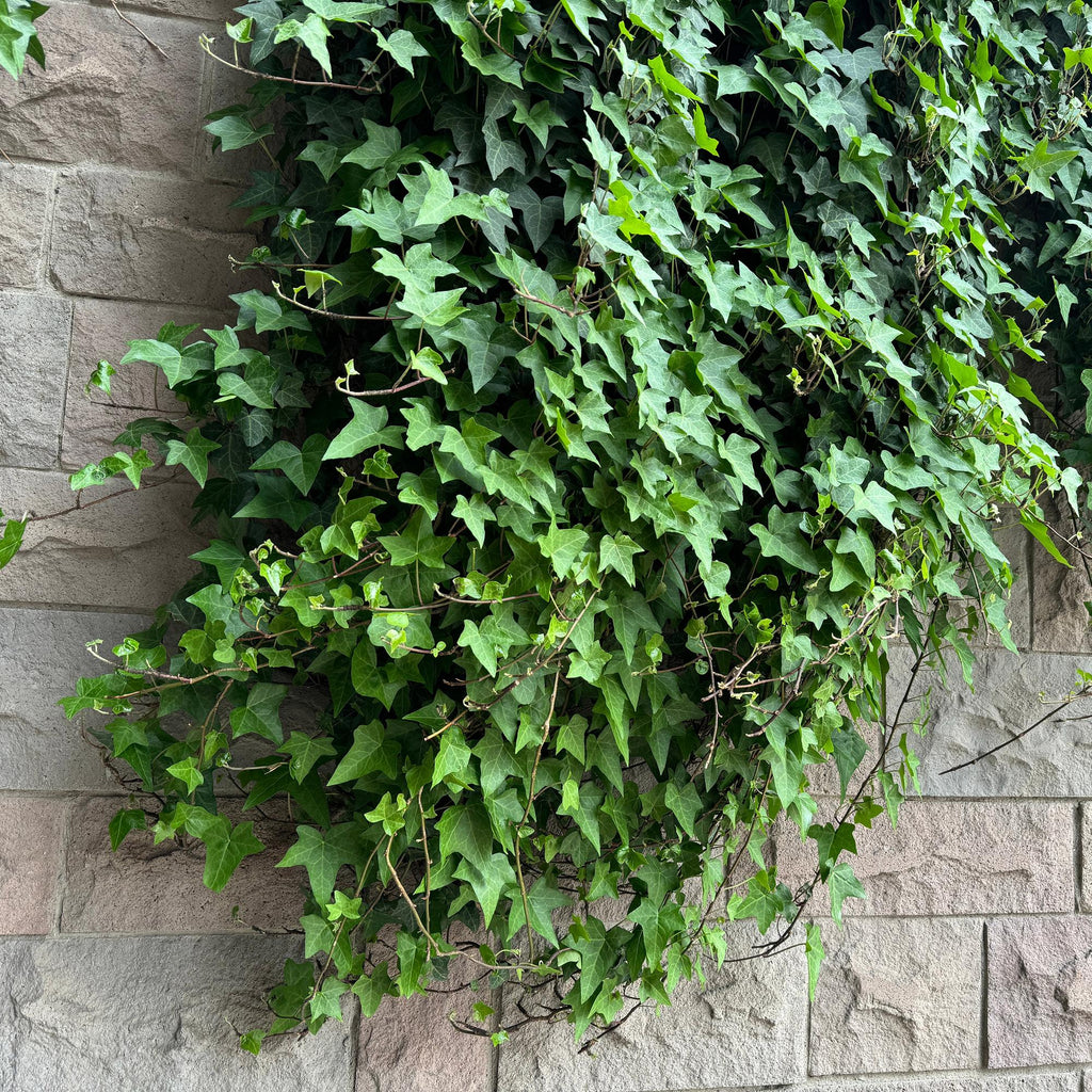 Hedera helix, kenmerkend blad