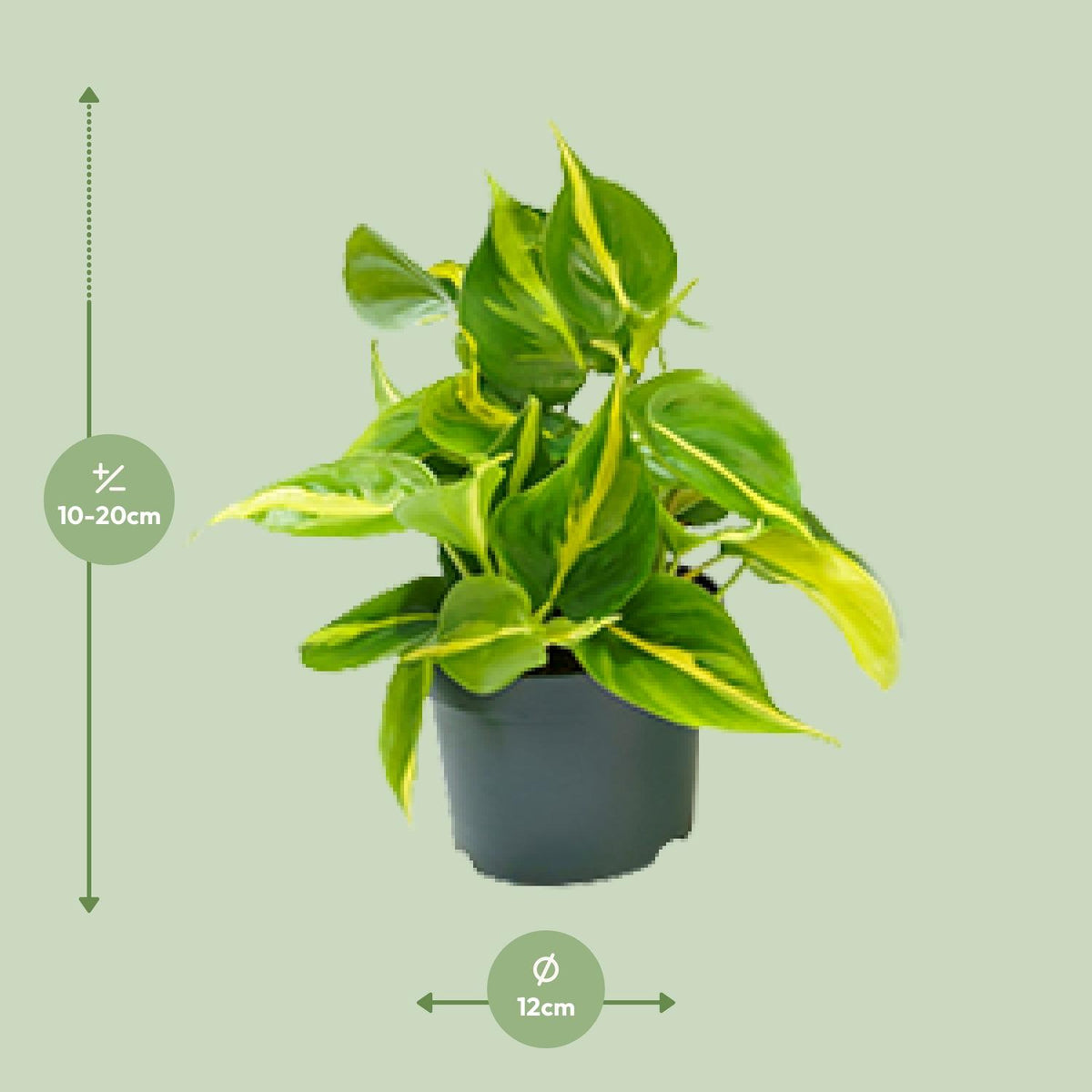 Detailfoto van Philodendron Scandens Brasil
