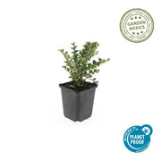 Cotoneaster horizontalis