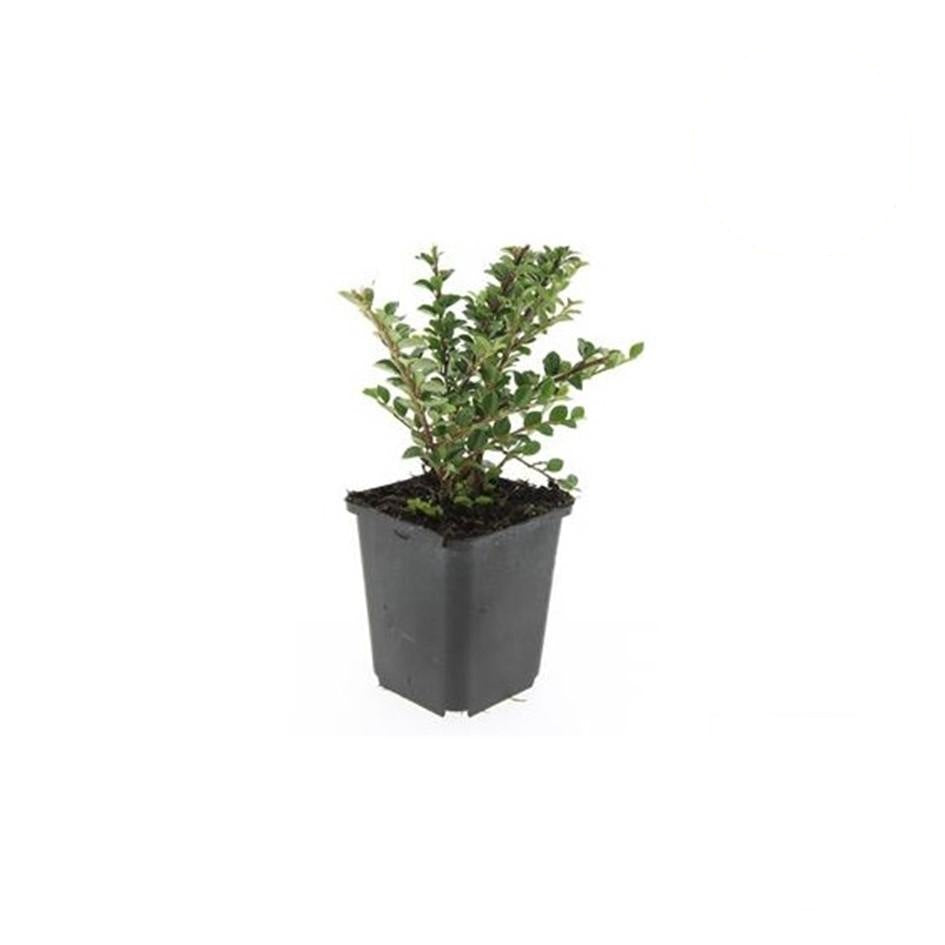 Cotoneaster horizontalis, groeiwijze van de plant