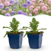 Duifkruid Duo kopen, met paarse en roze bloemen