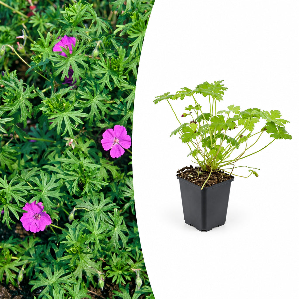 Geranium 'Tiny Monster', plant in pot