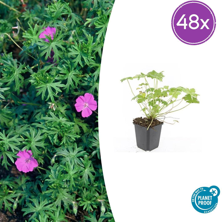 Geranium &