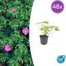 Geranium 'Tiny Monster'