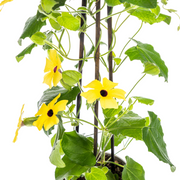 4x Thunbergia Alata Sunny Susy Yellow