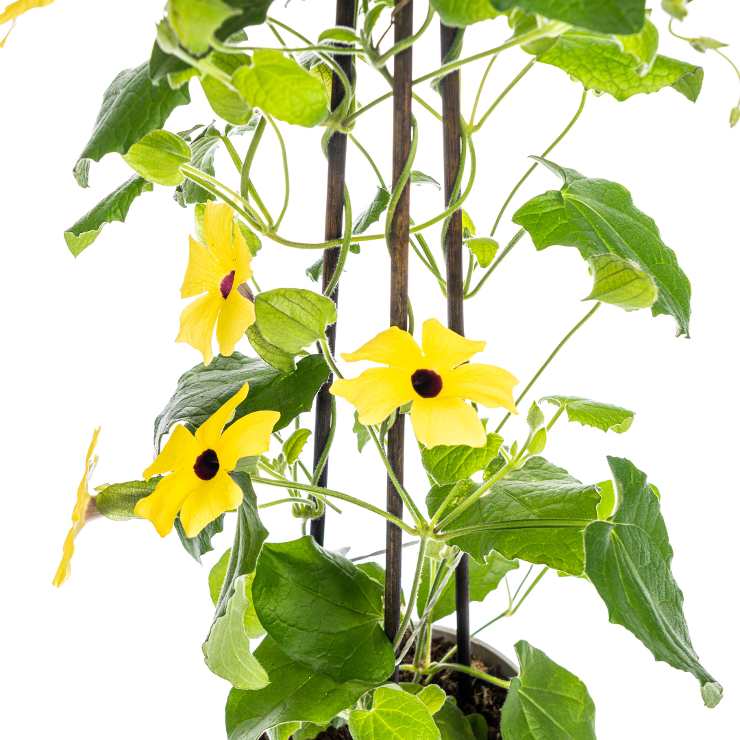 4x Thunbergia Alata Sunny Susy Yellow, detail van het blad