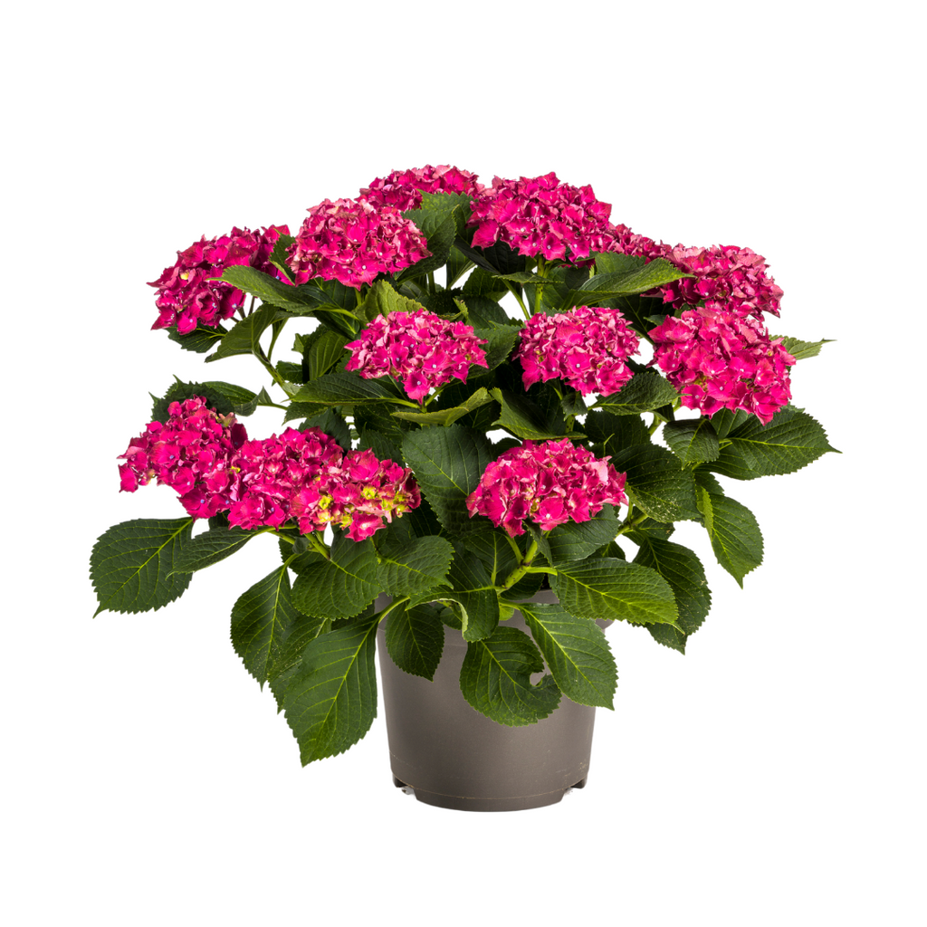 Productafbeelding van Pureplant