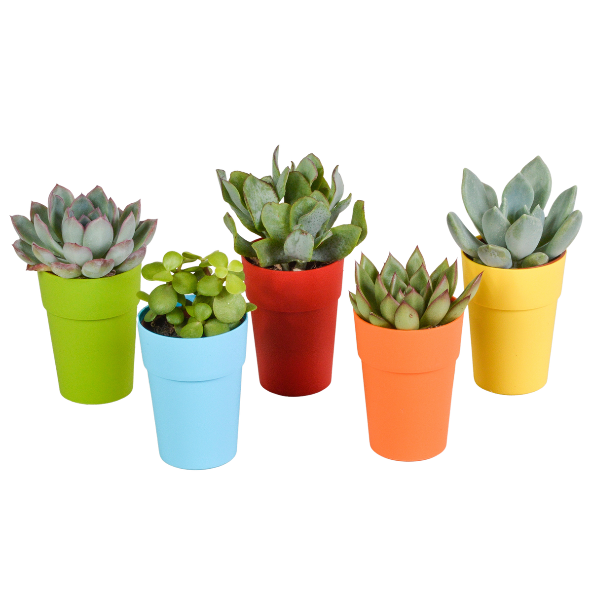 Productfoto van Vetplanten mix