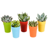 Vetplanten mix