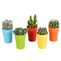 Productfoto van Cactus mix