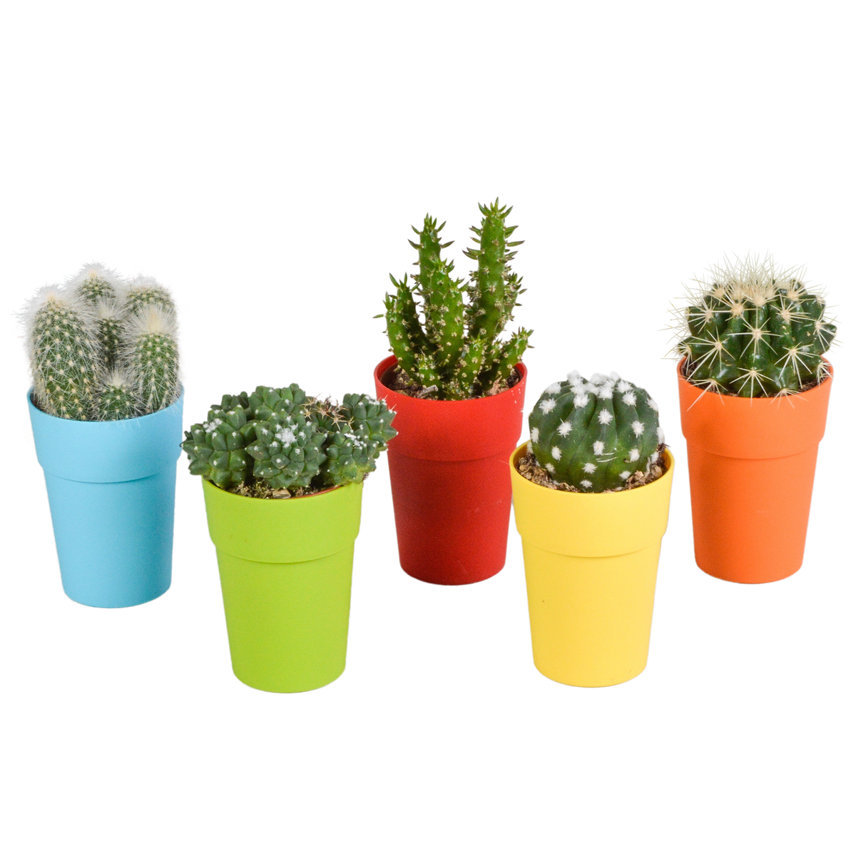 Productfoto van Cactus mix