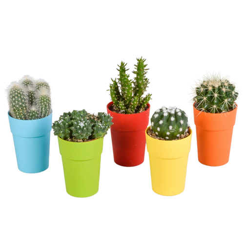Productfoto van Cactus mix