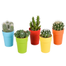 Cactus mix